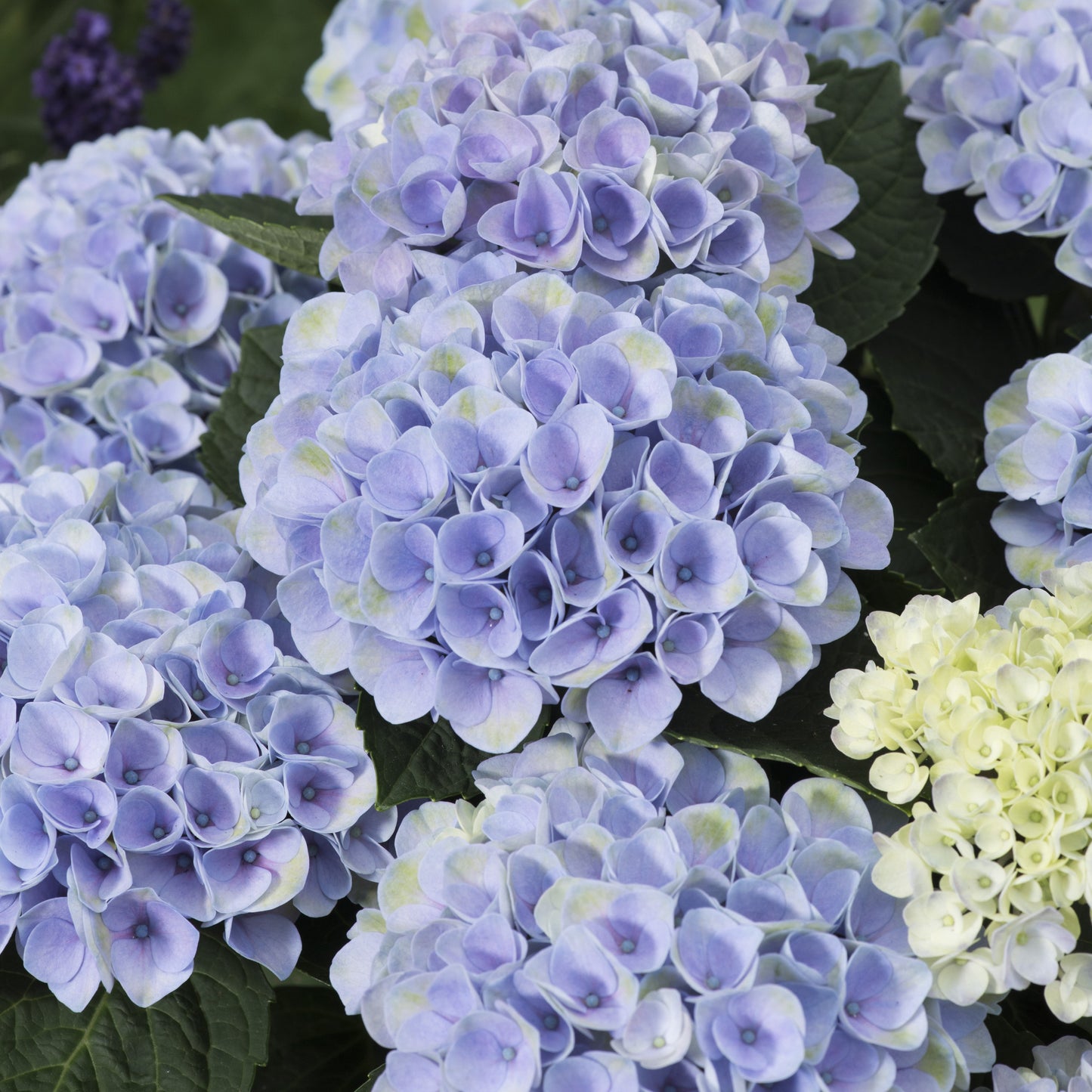 Hydrangea macrophylla - Magical® Elizabeth Ashley Hydrangea