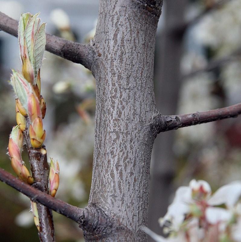 Amelanchier x grandiflora - Autumn Brilliance Apple Serviceberry
