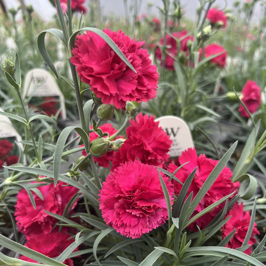 Dianthus - PW® Fruit Punch® Cranberry Cocktail Dianthus
