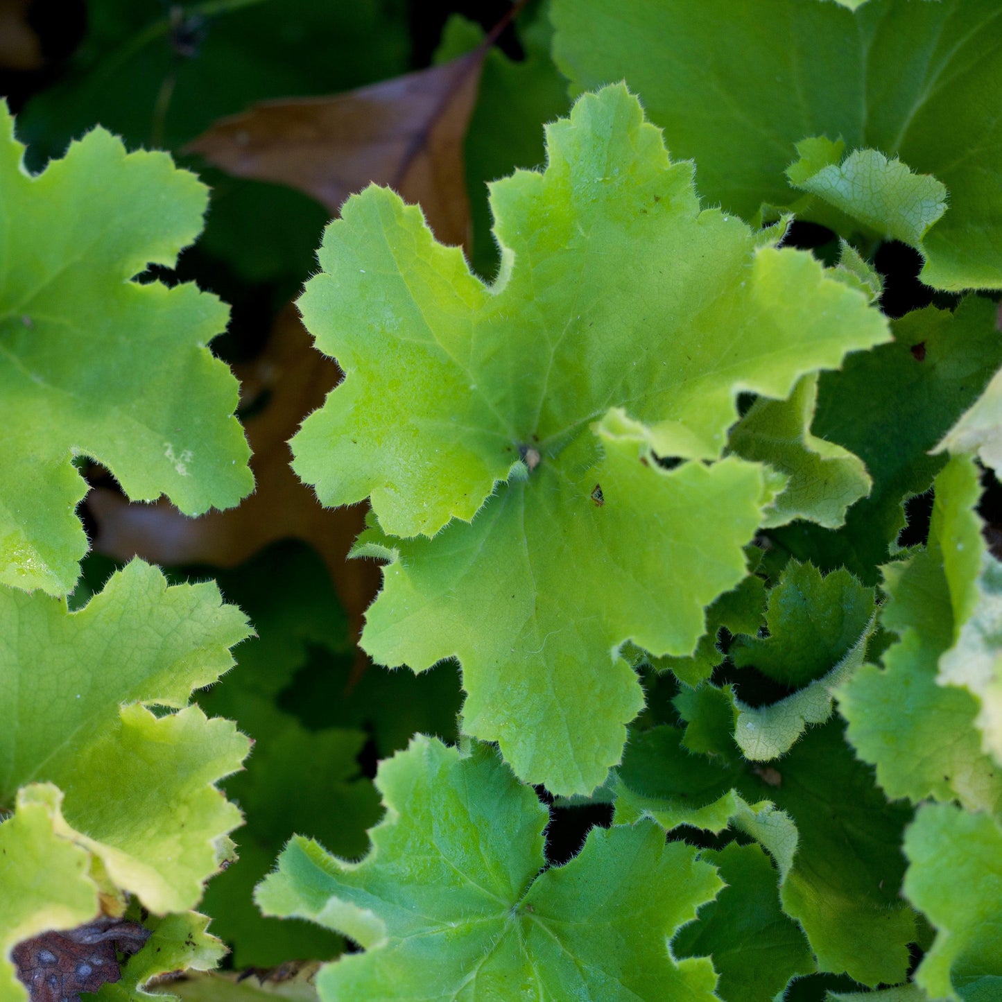 Heuchera - Guacamole Heuchera
