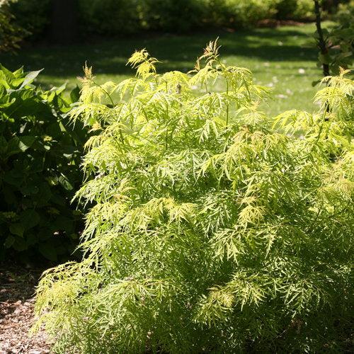 Sambucus racemosa - Lemony Lace® Elderberry
