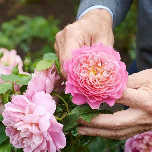 Rosa - Emma Bridgewater™ Rose