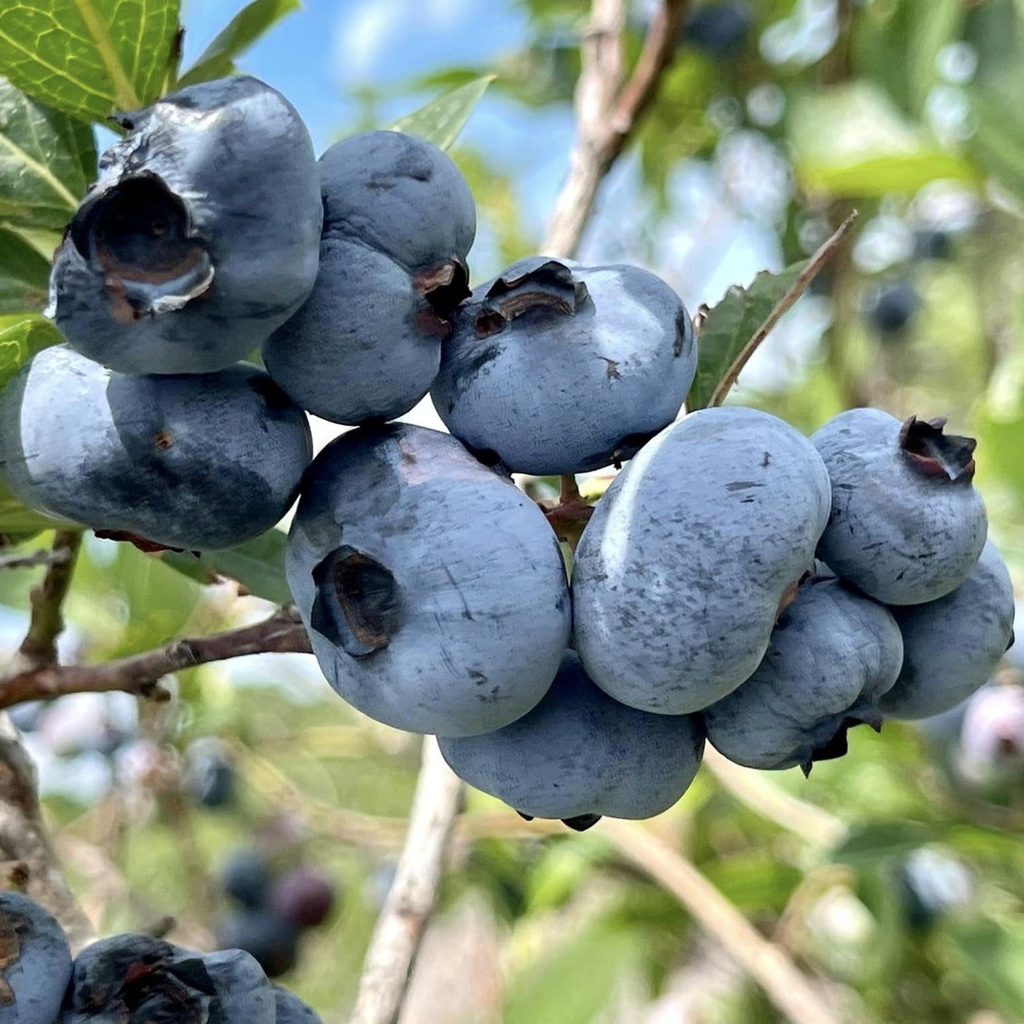 Vaccinium corymbosum - Chandler Blueberry
