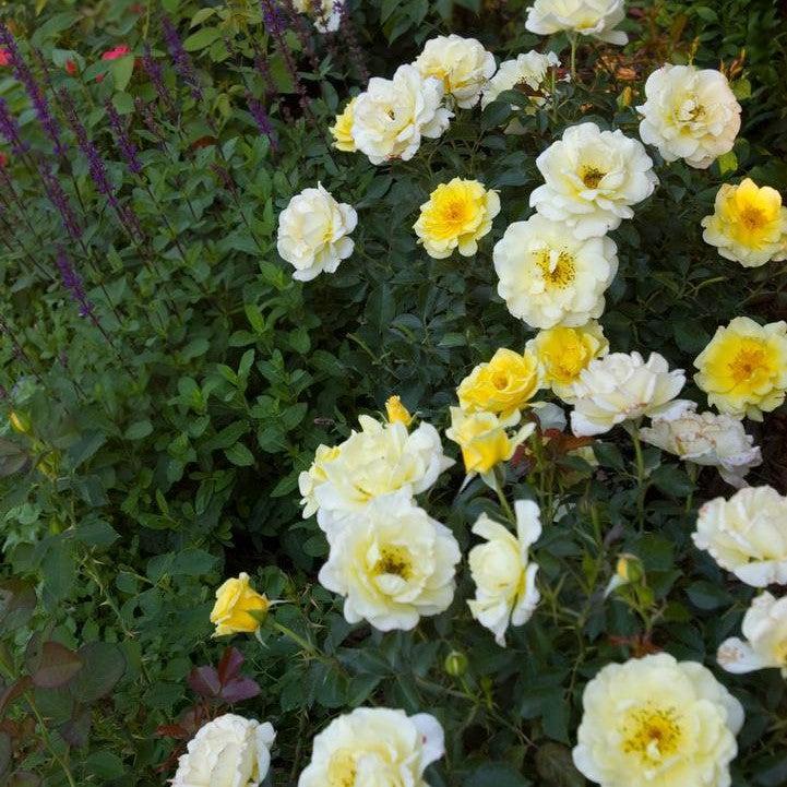 Rosa - Easy Elegance® Yellow Submarine Rose