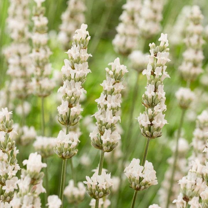 Lavandula x intermedia - Exceptional™ Lavender