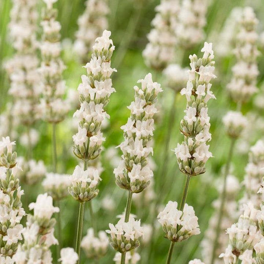 Lavandula x intermedia - Exceptional™ Lavender