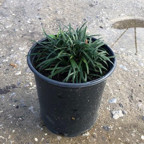 Ophiopogon japonicus  - Dwarf Mondo Grass