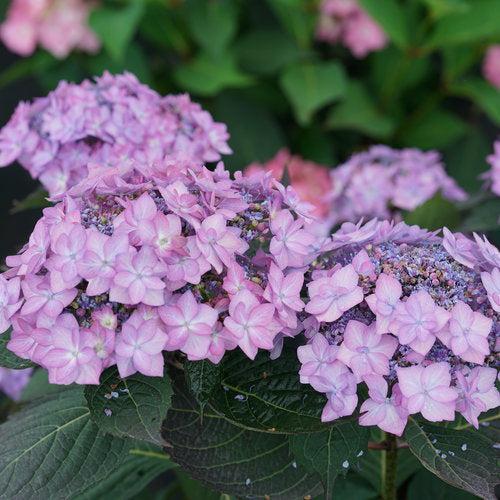 Hydrangea serrata - Let's Dance® Can Do!® Hydrangea