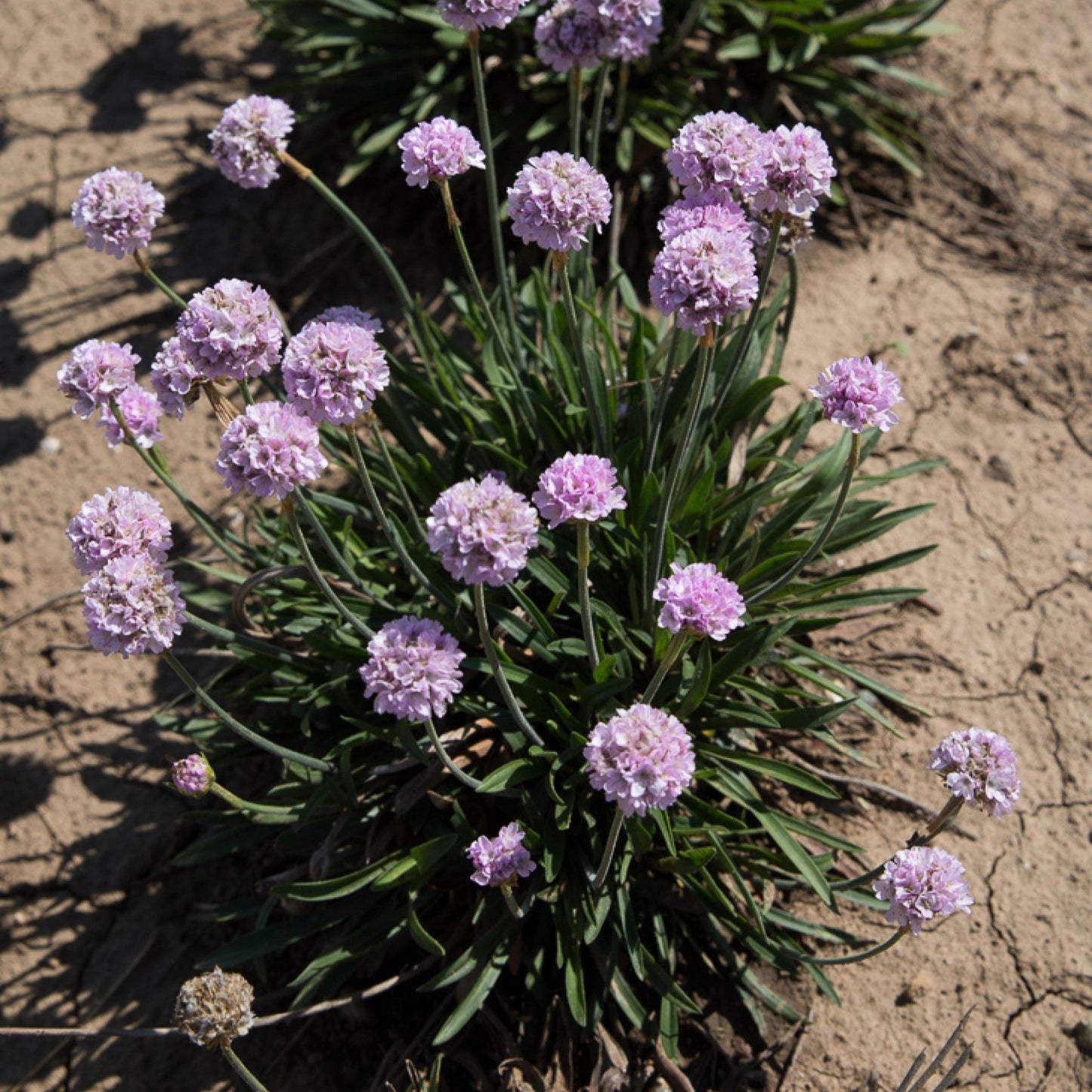 Armeria pseudarmeria - Dreameria® Sweet Dreams Thrift