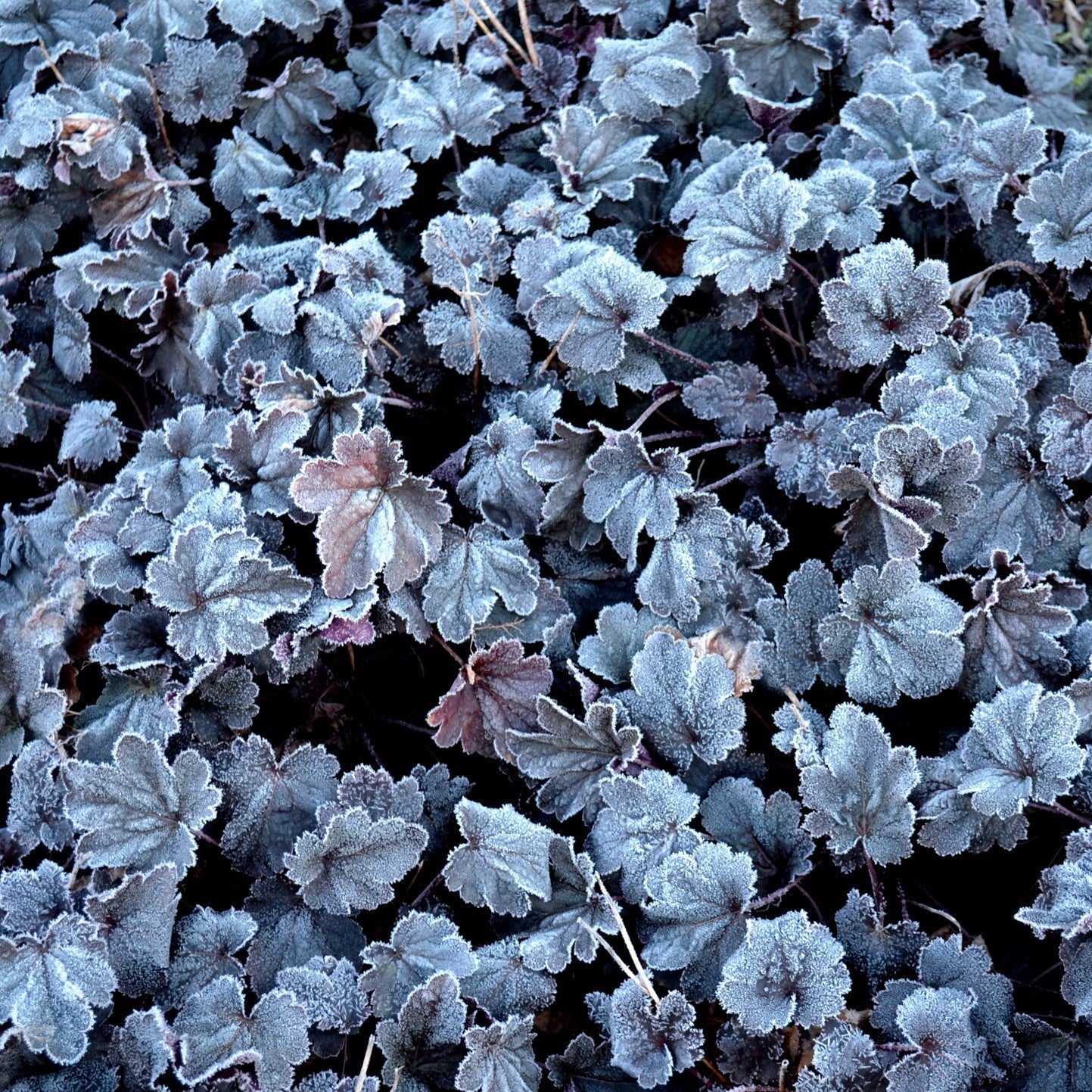 Heuchera x - CITY™ Shanghai Heuchera