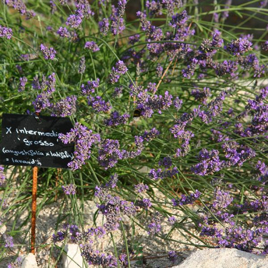 Lavandula x intermedia - Grosso Lavender