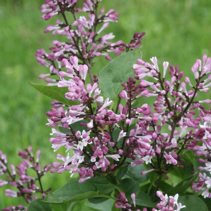 Syringa x - Baby Kim® Lilac