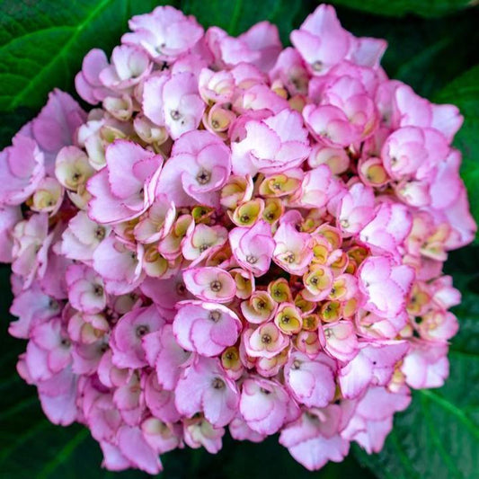 Hydrangea macrophylla - Bloomin' Easy® Soul Mate™ Hydrangea