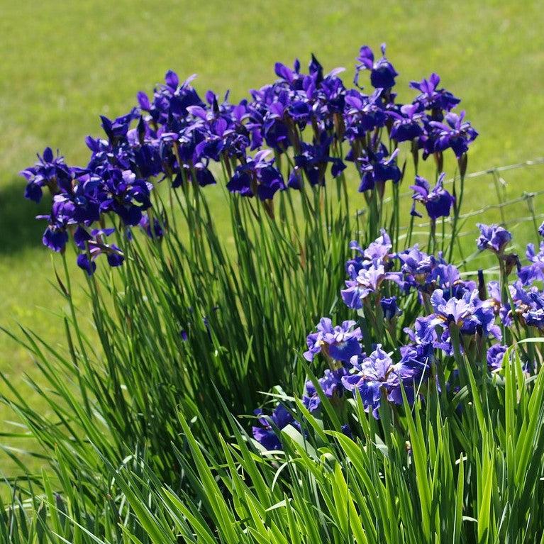 Iris sibirica - Caesar's Brother Siberian Iris