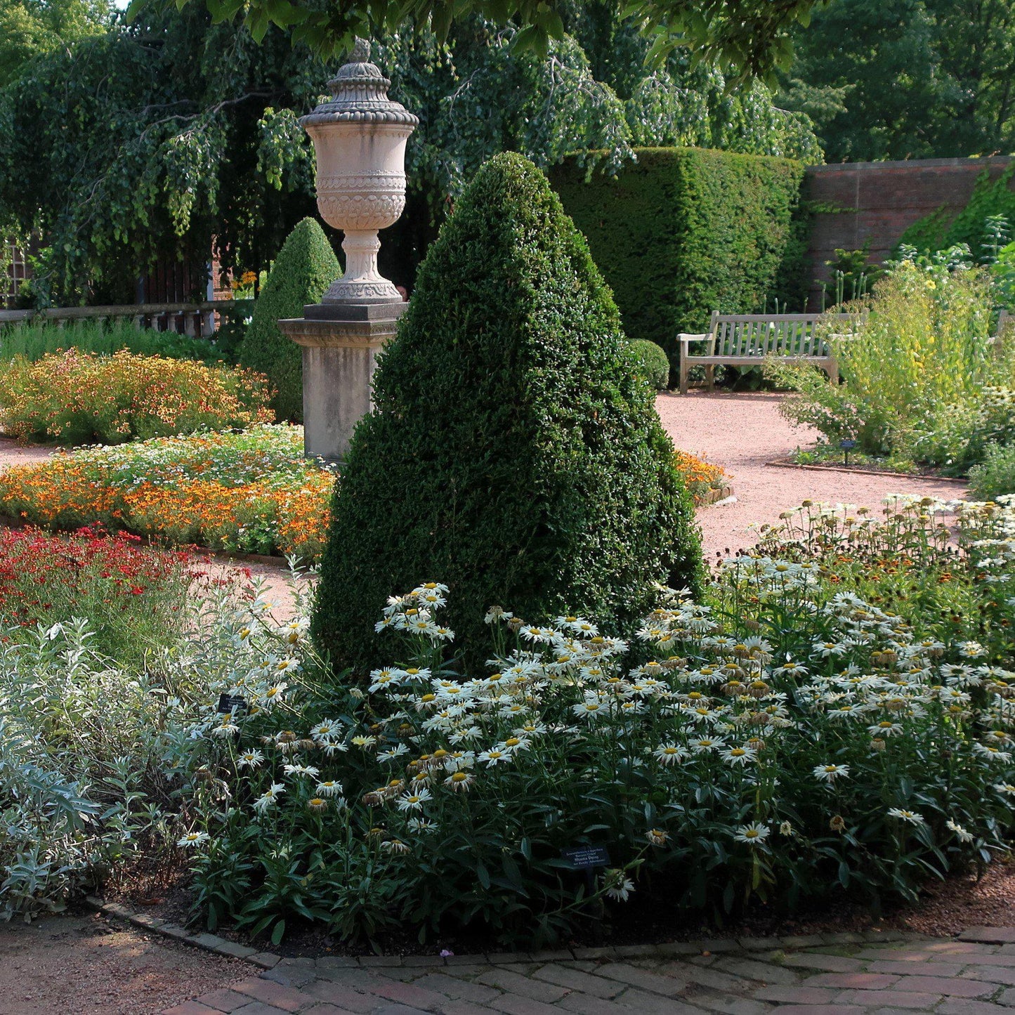 Buxus - Green Mountain Boxwood