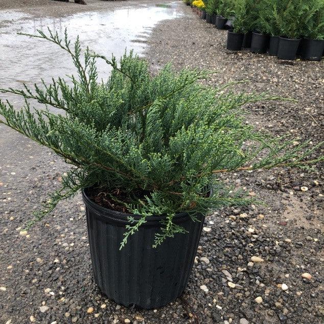Juniperus virginiana  - Grey Owl Juniper