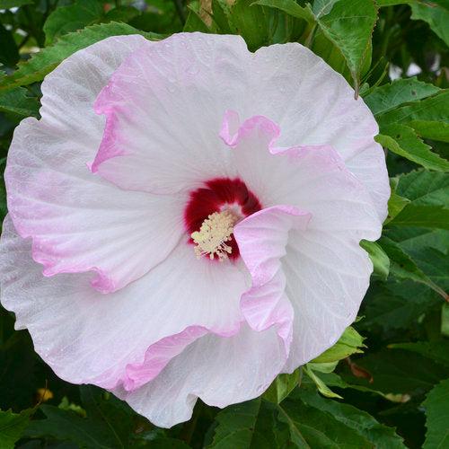 Hibiscus - Summerific® Ballet Slippers Hibiscus