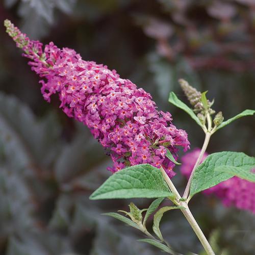 Buddleia - Miss Ruby Butterfly Bush