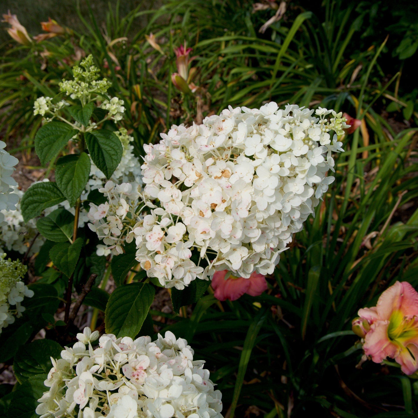 Hydrangea paniculata - First Editions® Strawberry Sundae® Hydrangea