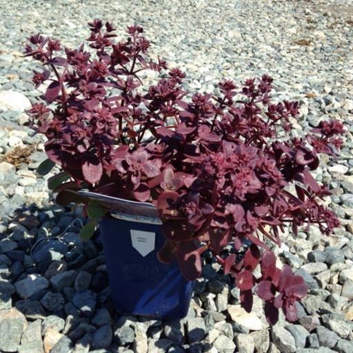 Sedum - SunSparkler® Firecracker Sedum