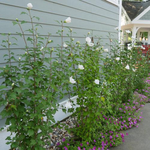 Hibiscus syriacus - PW® White Pillar® Rose of Sharon