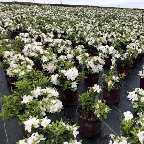 Encore® Autumn Lily™ Azalea