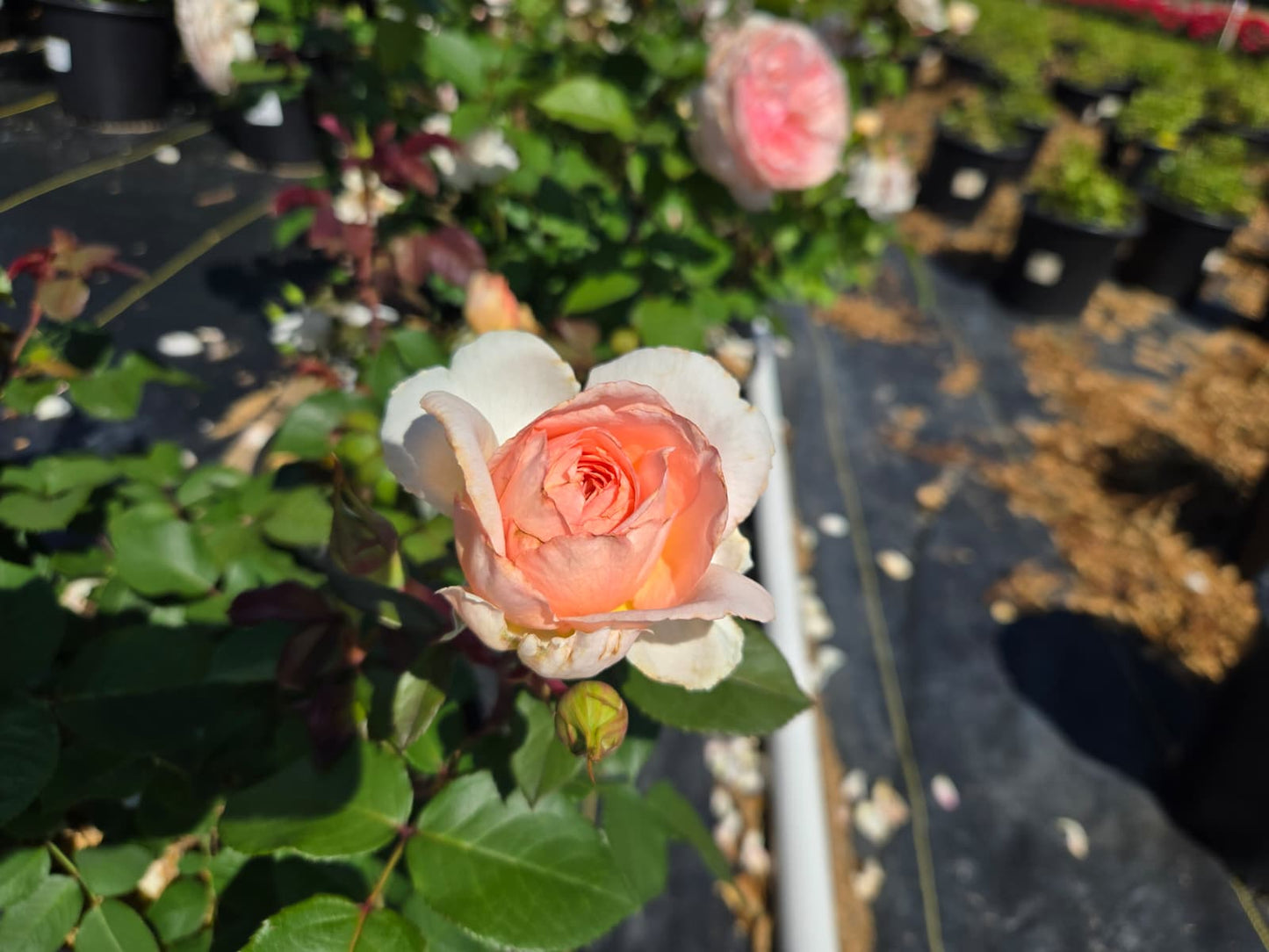 Rosa - New Dawn Rose