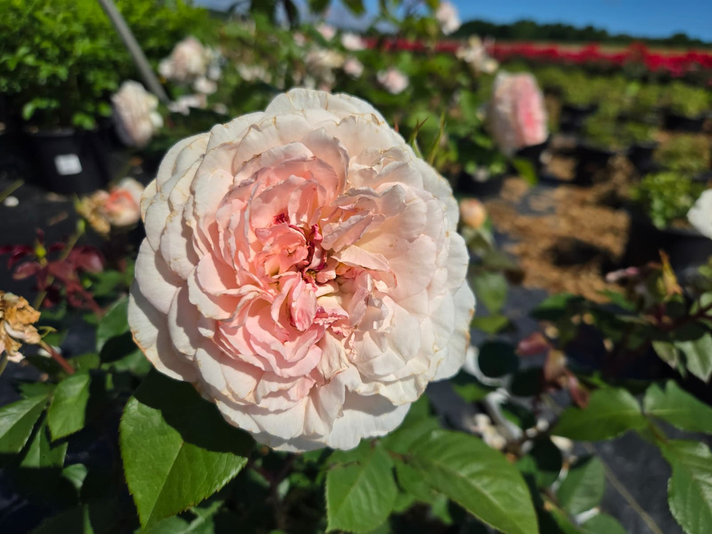 Rosa - New Dawn Rose