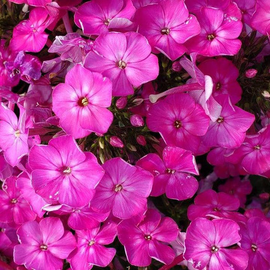 Phlox paniculata - Volcano® Pink Phlox