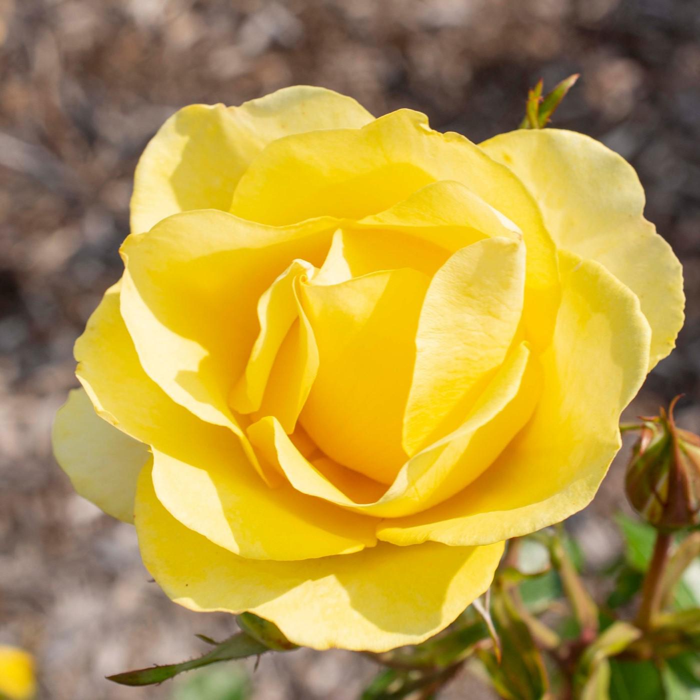 Rosa - Bloomables® Gilded Sun™ Rose