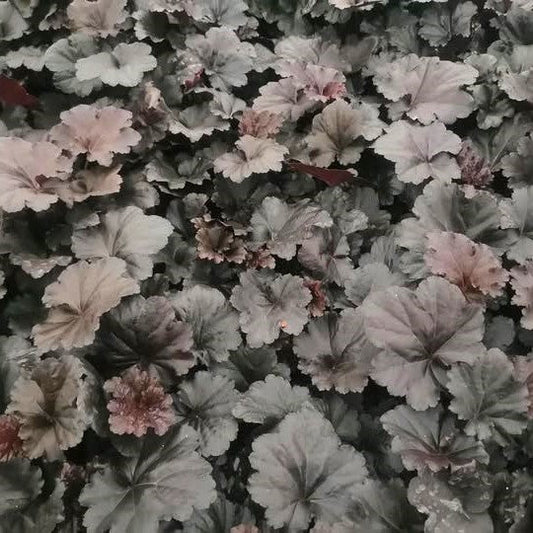 Heuchera - Black Sea Coral Bells