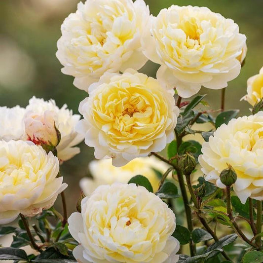 Rosa - Nye Bevan™ Rose
