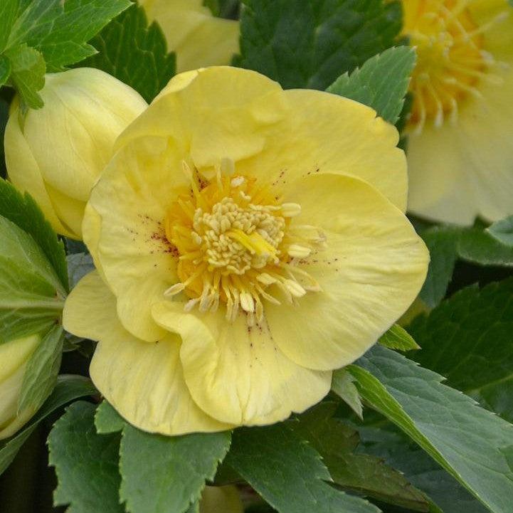 Helleborus - Honeymoon® California Dreaming Lenten Rose