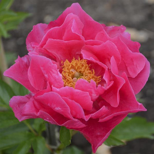 Paeonia lactiflora - Paula Fay Peony