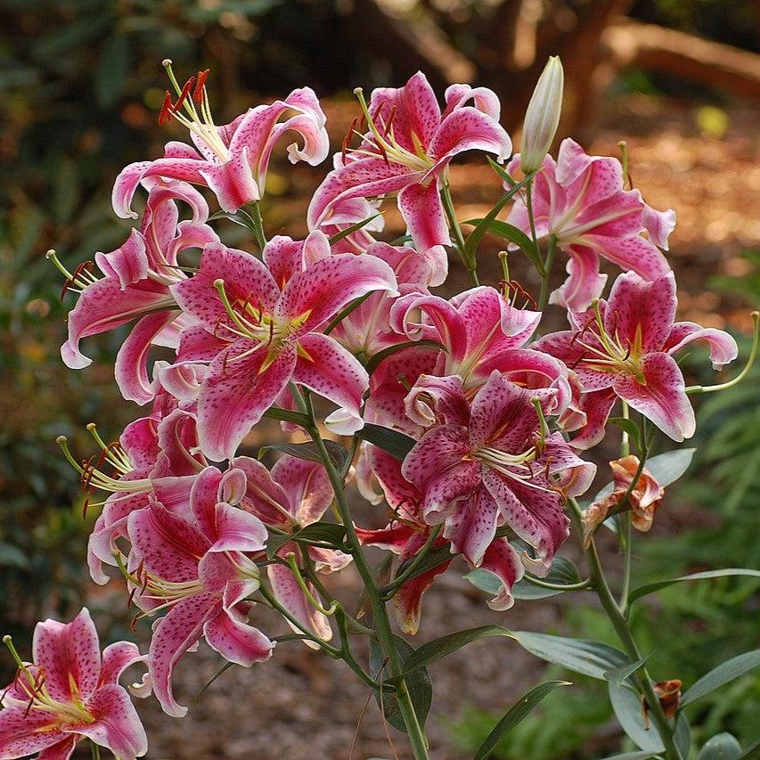 Lilium - Stargazer Oriental Lily