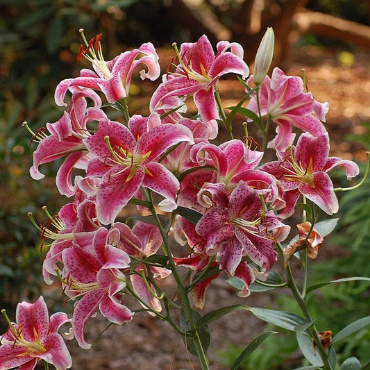 Lilium - Stargazer Oriental Lily