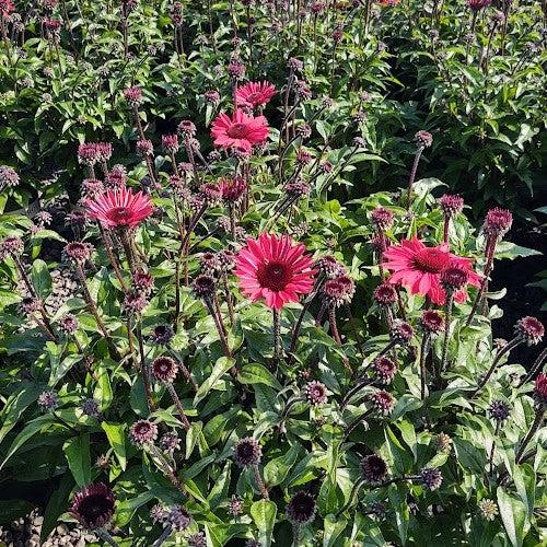 Echinacea  - Panama® Red Coneflower