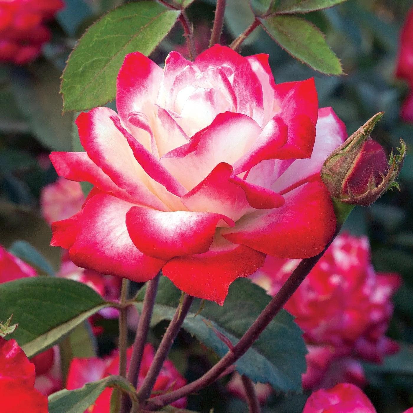 Rosa - Bloomables® Candy Cane Cocktail™ Rose