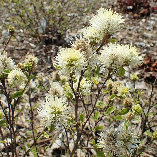 Fothergilla gardenii - Blue Mist Fothergilla