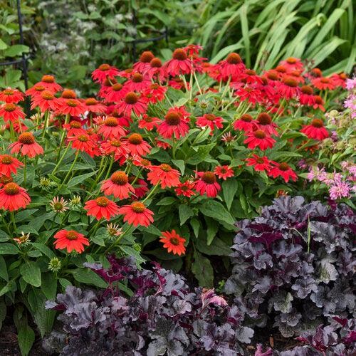 Echinacea - PW® Summersong™ Firefinch™ Coneflower