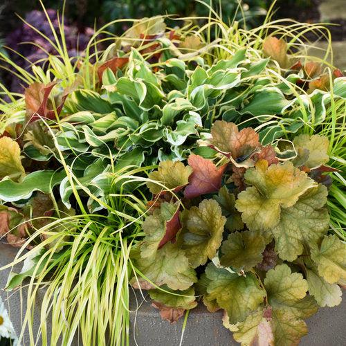 Heuchera - Dolce® Toffee Tart Heuchera