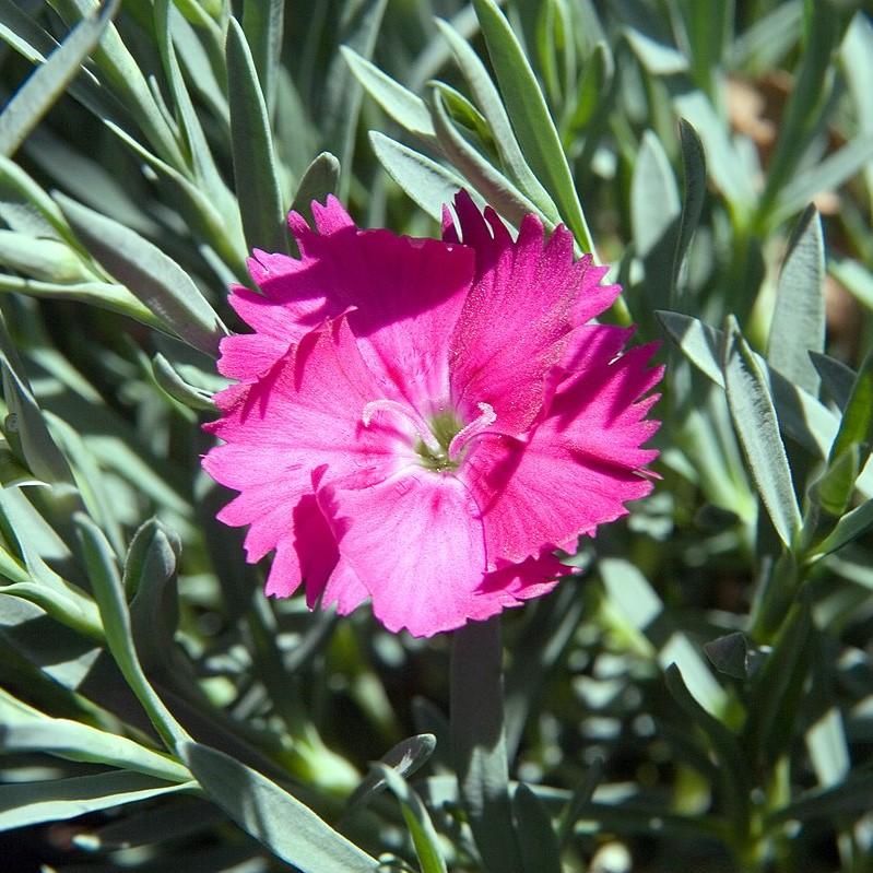 Dianthus x - Neon Star Dianthus