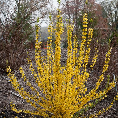 Forsythia - Show Off Starlet® Forsythia