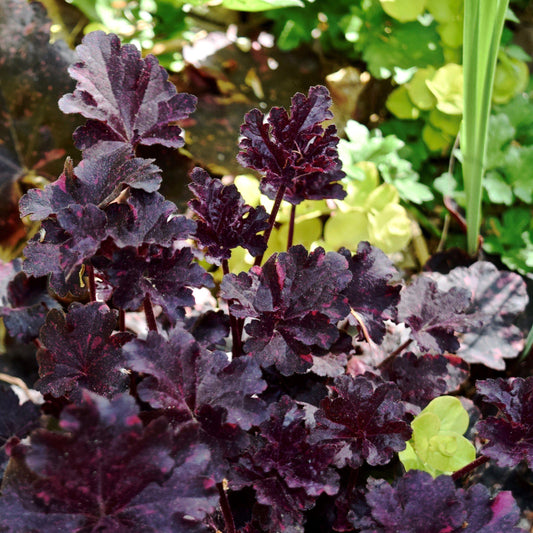 Heuchera x - Midnight Rose Coral Bells