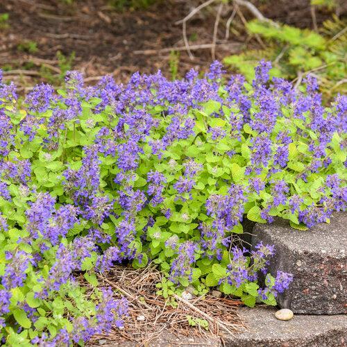 Nepeta x faassenii  - Lemon Purrfect Catmint