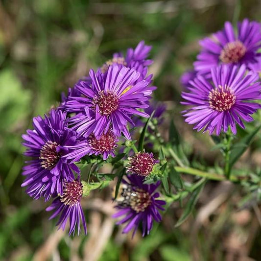 Aster novae-angliae - Grape Crush New England Aster