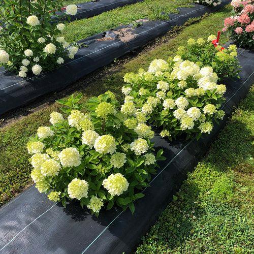 Hydrangea paniculata - Proven Winners® Fire Light Tidbit® Hydrangea