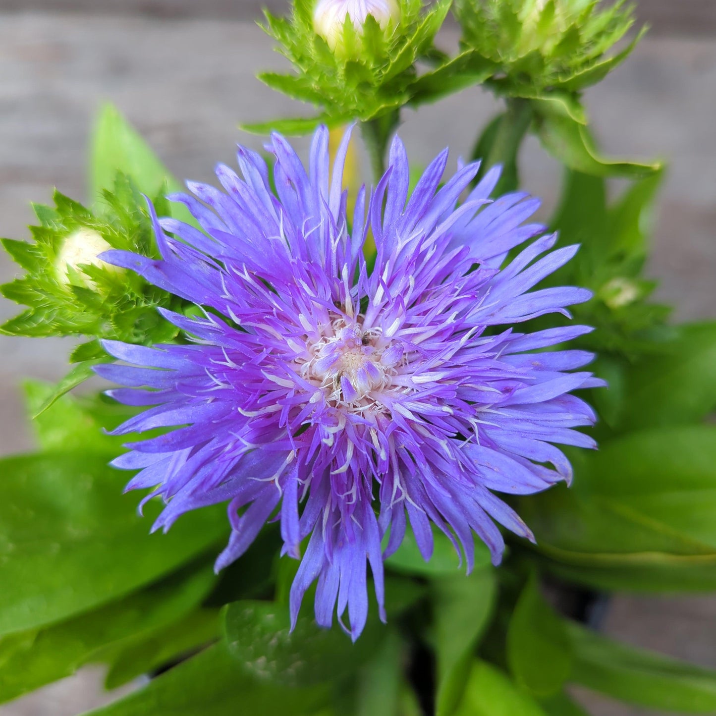 Stokesia laevis - Peachie's Pick Stoke's Aster