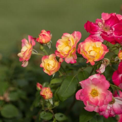 Rosa - Campfire Rose