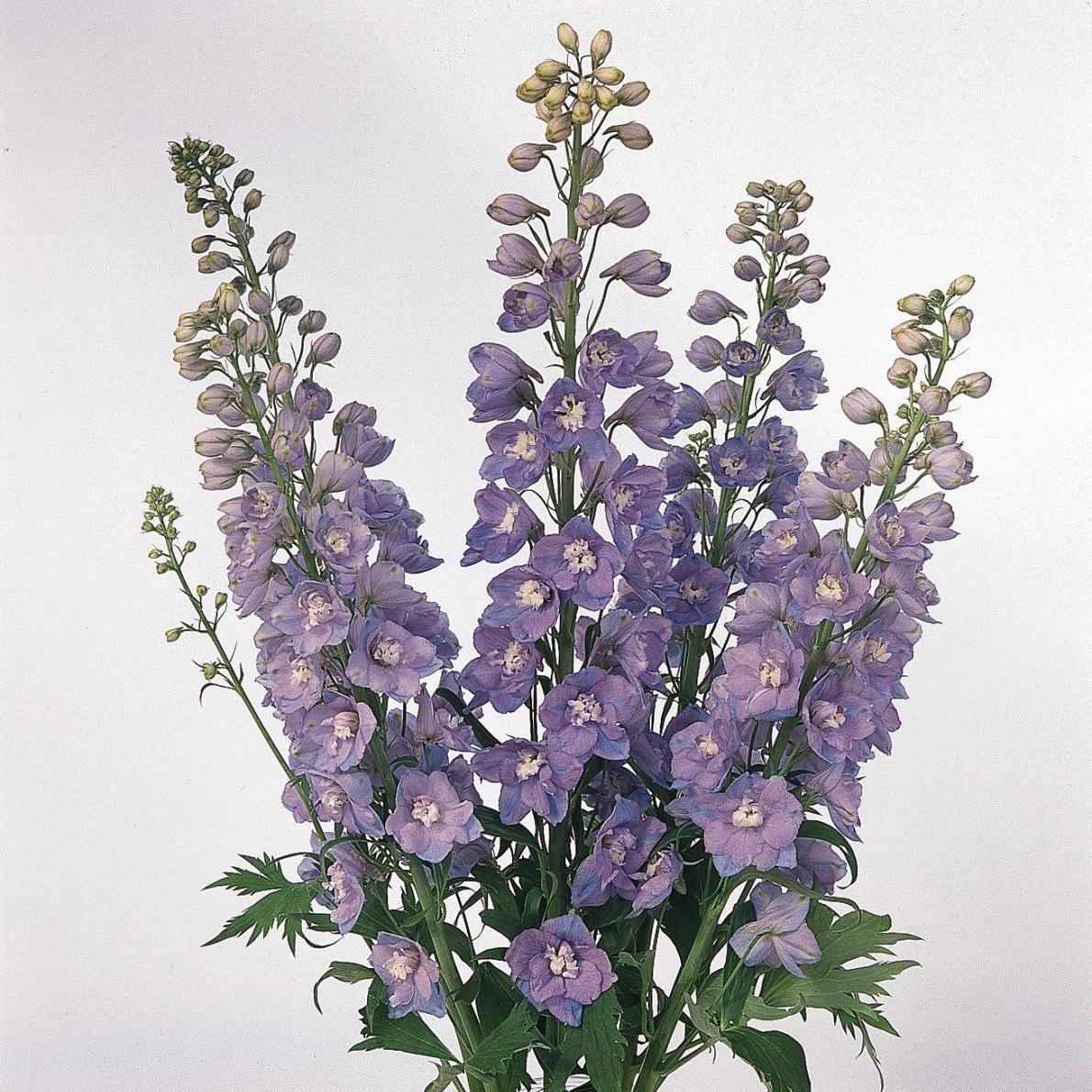 Delphinium elatum - Guardian Lavender Delphinium